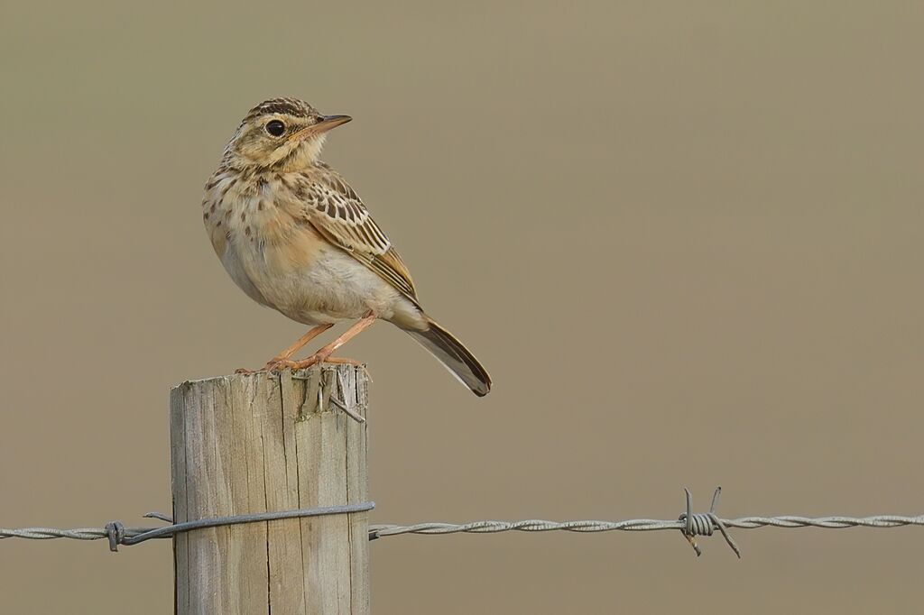 Pipit africainadulte