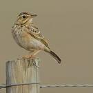 Pipit africain