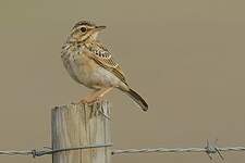 Pipit africain