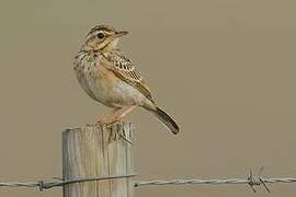 African Pipit