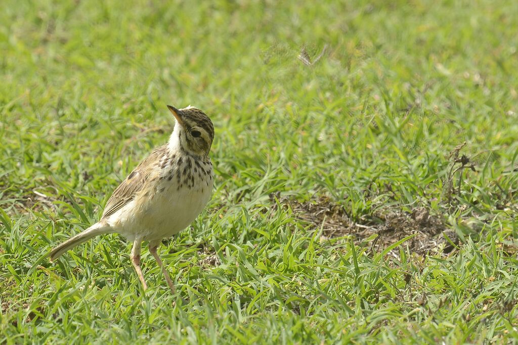 Pipit africainadulte