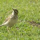 Pipit africain
