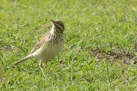 African Pipit