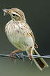 Pipit austral