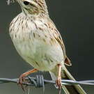 Pipit austral