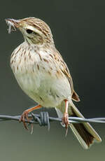 Pipit austral