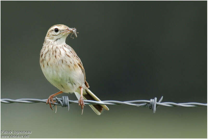 Pipit australadulte, régime