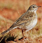 New Zealand Pipit