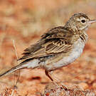 Pipit austral
