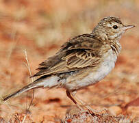 New Zealand Pipit