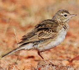 Pipit austral