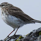 Pipit austral