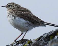 New Zealand Pipit