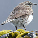 Pipit austral