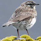 Pipit austral