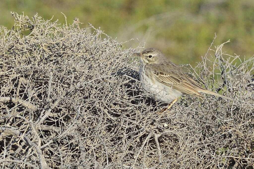 Pipit de Berthelot