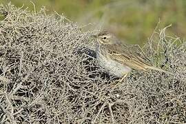 Berthelot's Pipit