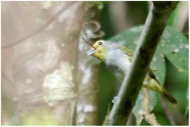 Wing-barred Pipritesadult