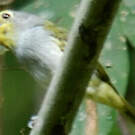 Piprite verdin
