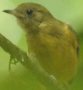 McConnell's Flycatcher