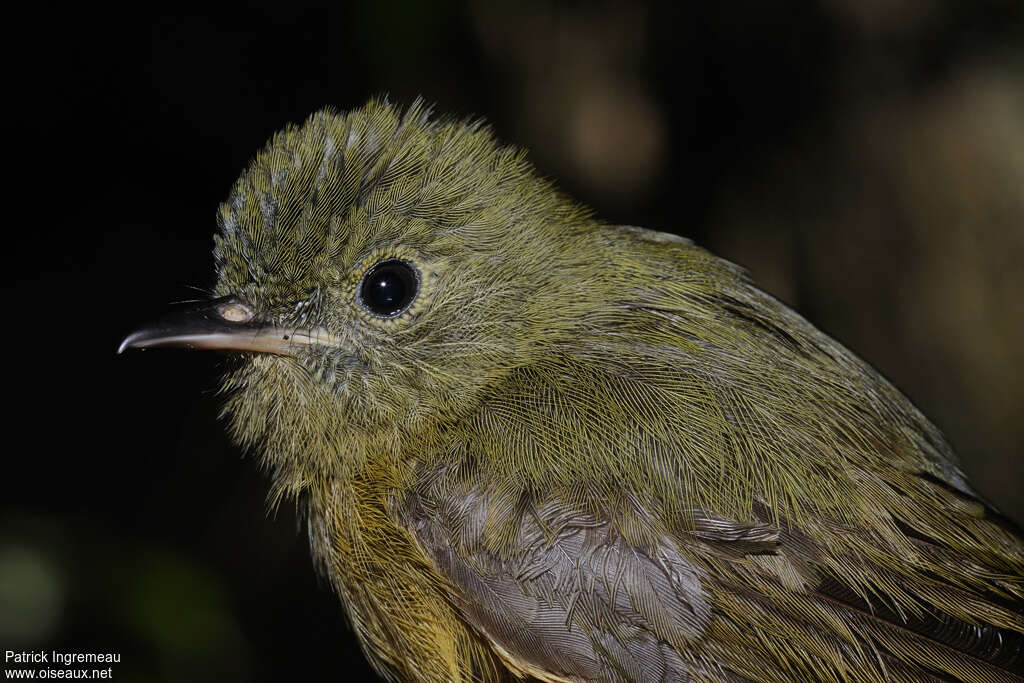 Pipromorphe de McConnelladulte, portrait