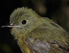 McConnell's Flycatcher