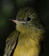 McConnell's Flycatcher