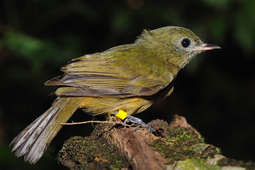 McConnell's Flycatcher