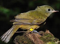 McConnell's Flycatcher