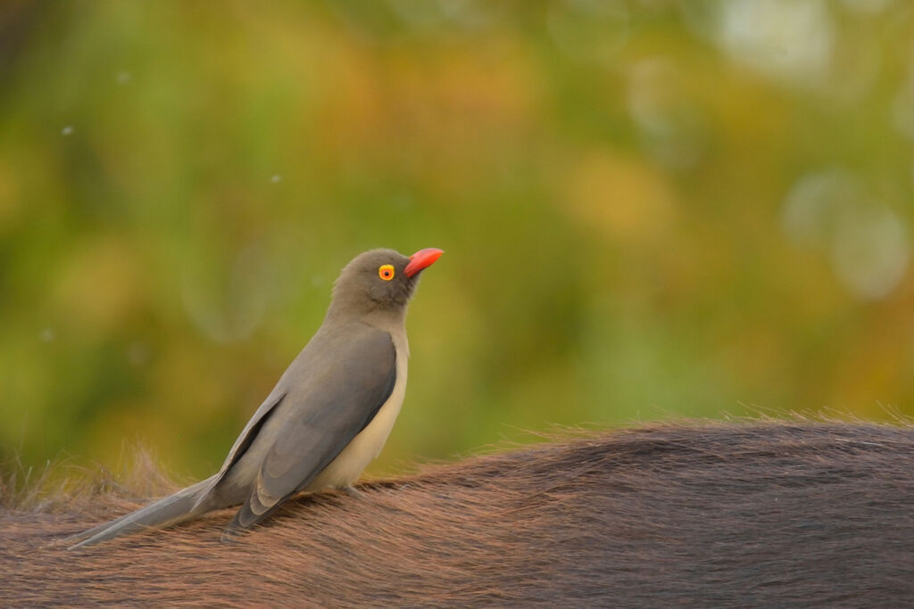 Red-billed Oxpeckeradult