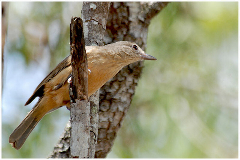 Pitohui châtainadulte