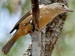 Arafura Shrikethrush