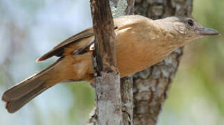 Little Shrikethrush