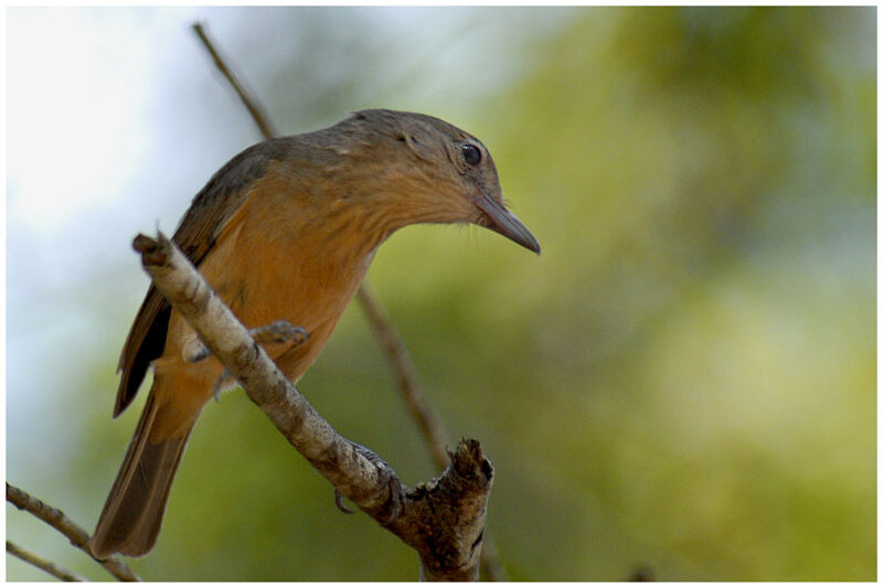 Pitohui châtainadulte