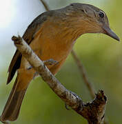 Arafura Shrikethrush