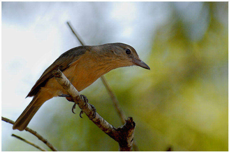 Pitohui châtainadulte