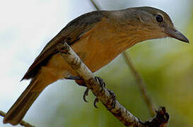 Arafura Shrikethrush