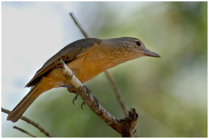 Pitohui châtainadulte