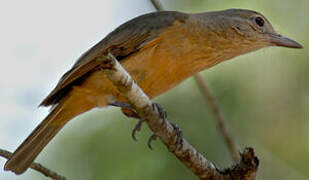 Arafura Shrikethrush