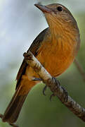 Little Shrikethrush