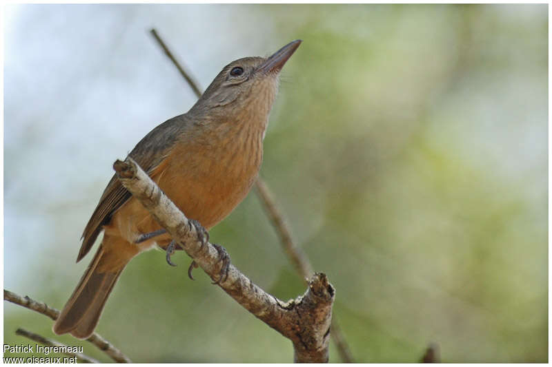 Pitohui châtainadulte