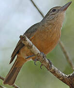 Little Shrikethrush