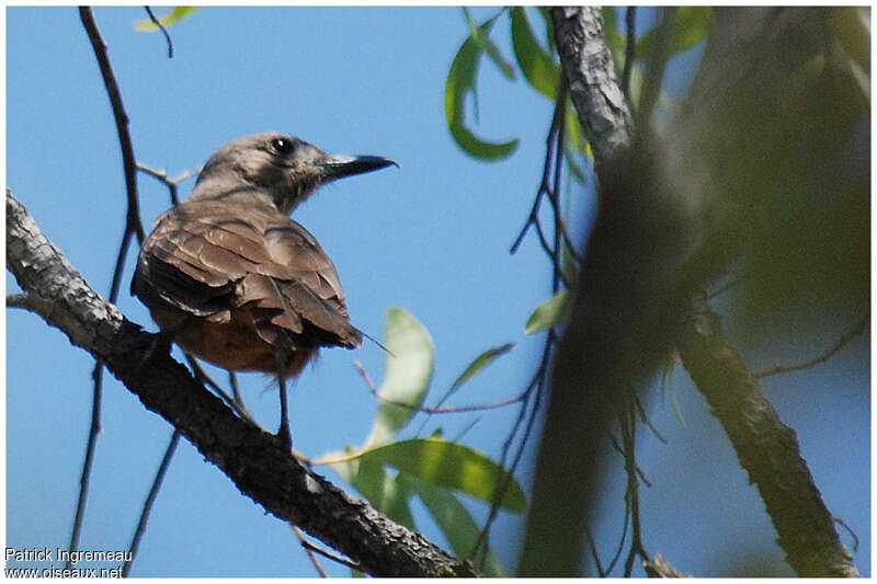 Pitohui des rochersadulte