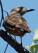 Sandstone Shrikethrush