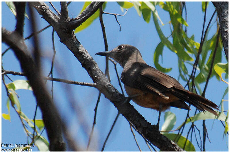 Pitohui des rochersadulte