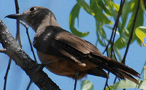 Sandstone Shrikethrush