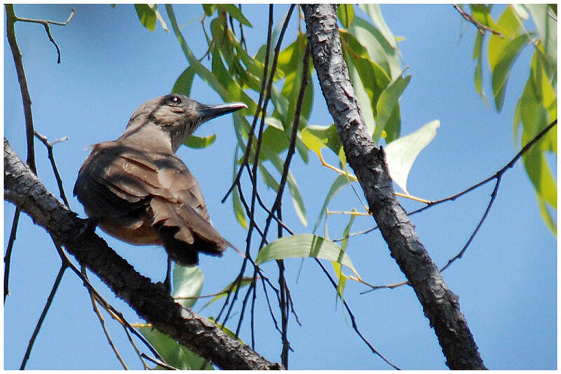 Pitohui des rochersadulte