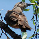 Pitohui des rochers