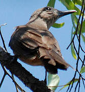 Sandstone Shrikethrush