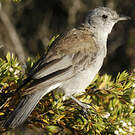 Pitohui gris